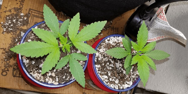 Growing Gelato 33 marijuana strain