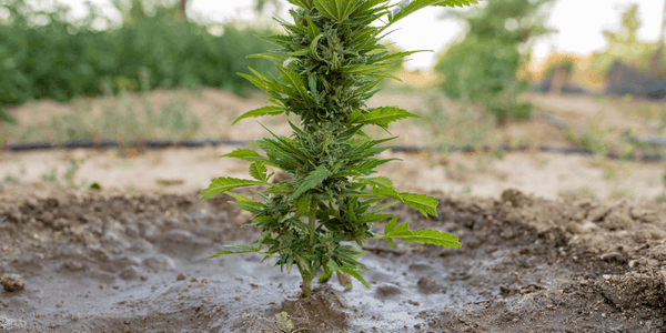 Growing marijuana on a riverbank