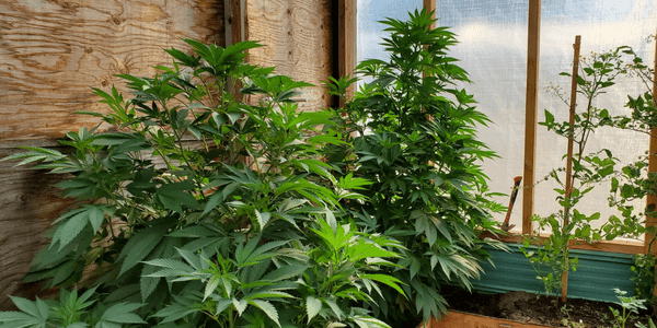 Growing marijuana on a roof terrace