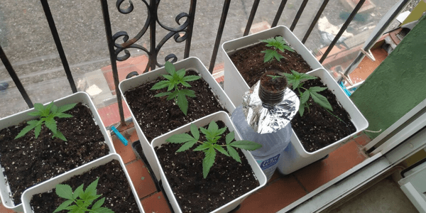 Growing marijuana on your balcony