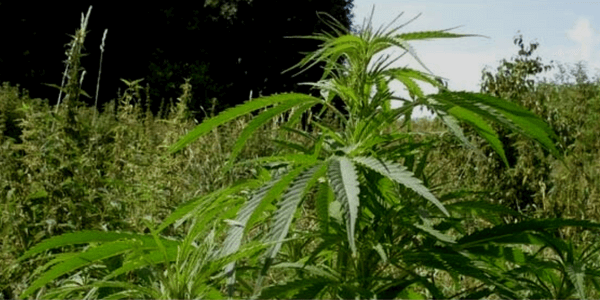 Growing weed in a corn field