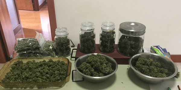 High Octane OG cannabis strain ready after harvest