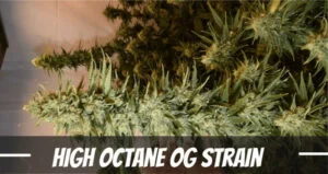 High Octane OG Marijuana strain
