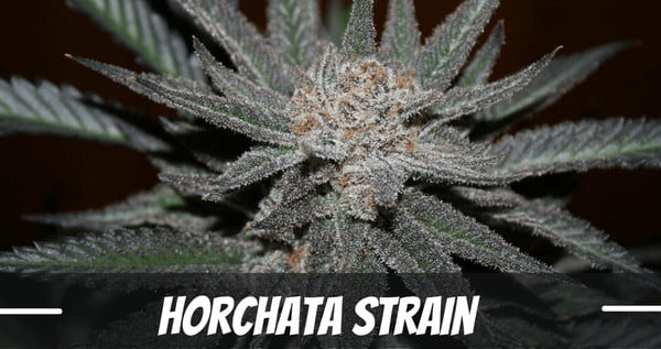 Horchata cannabis strain