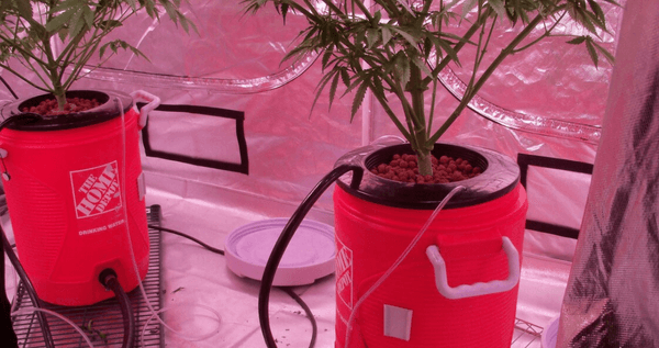 Hydroponics system for growing marijuana