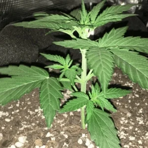 Blueberry Autoflower Cannabis Plant