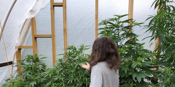 Self made marijuana greenhouse