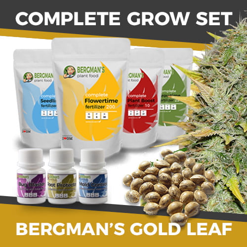 buy Gold Leaf marijuana strain grow kit