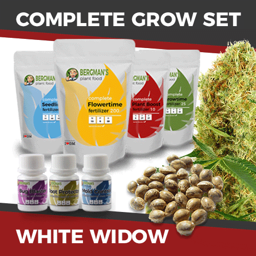 buy white widow marijuana grow set