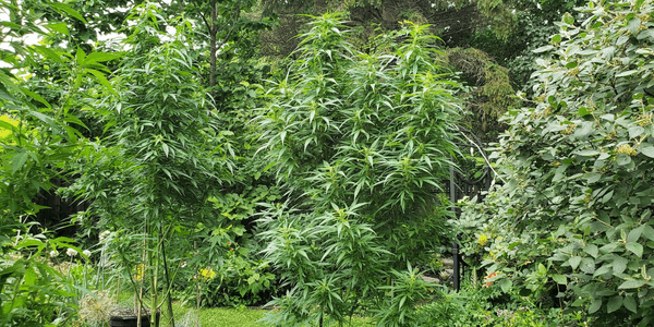 Growing marijuana out in the open