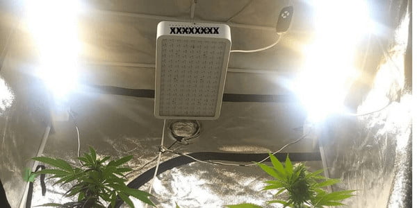 Growing marijuana using LED lights