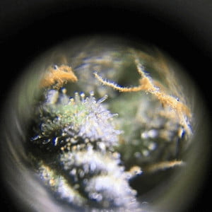 Blueberry auto marijuana close up view