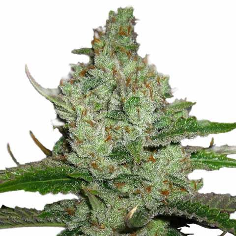 Hindu kush marijuana strain