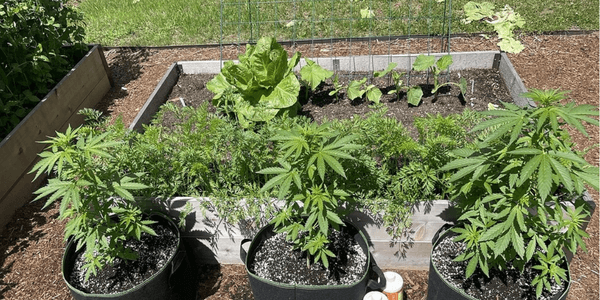 companion plants growing with marijuana 