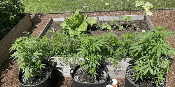 companion plants growing with marijuana