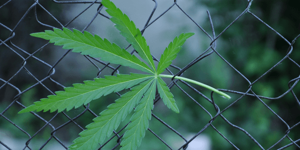 Fence to protect marijuana plants from animals