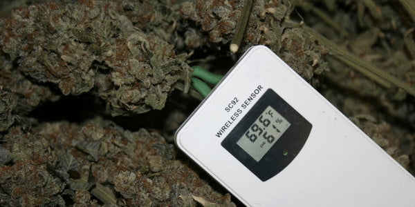 measuring temperature for marijuana buds