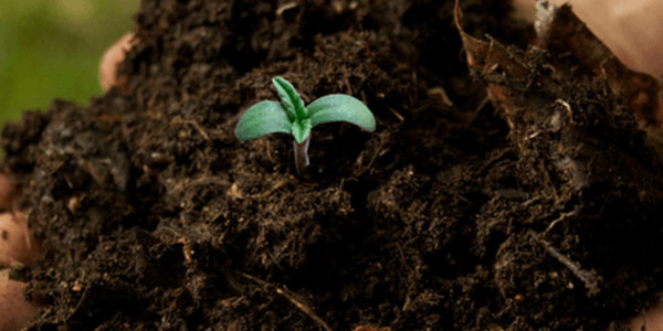 sterilized soil cannabis