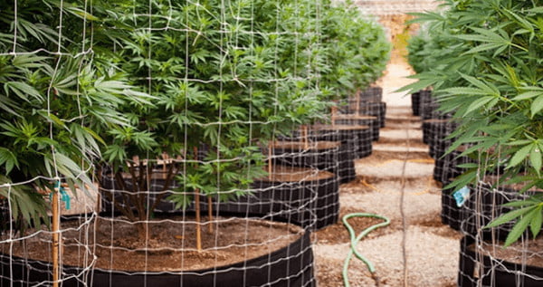 trellising cannabis plants