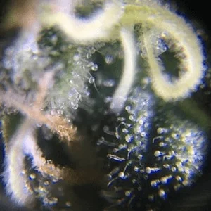 Blueberry Auto strain trichomes