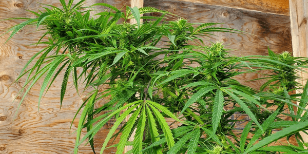 Growing large marijuana plant