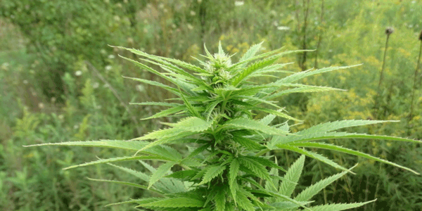 Marijuana plant outdoors 