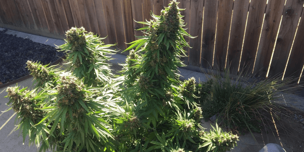 Increase marijuana yield by growing outdoor in the sun