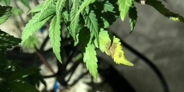 Marijuana plant shows iron deficiency 