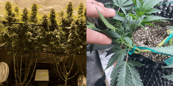 Lollipopping vs Defoliation marijuana plant comparison