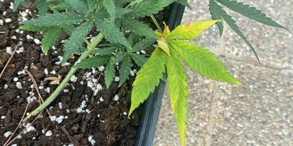 Marijuana nutrient deficiency