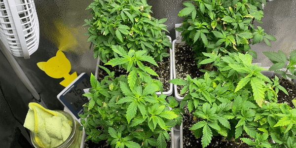 Measuring temperature and humidity inside grow room