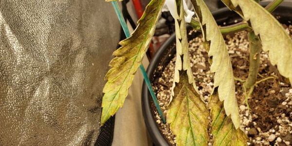 Nutrient lockout in marijuana plant