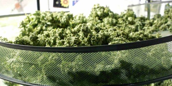 Drying marijuana buds in a rack