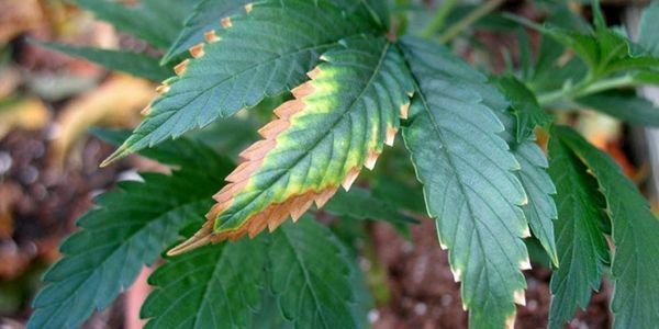 Signs of potassium deficiency on marijuana leaves