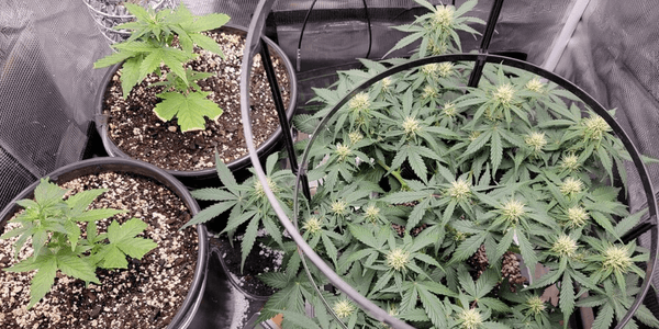 Taking marijuana cuttings from a flowering plant