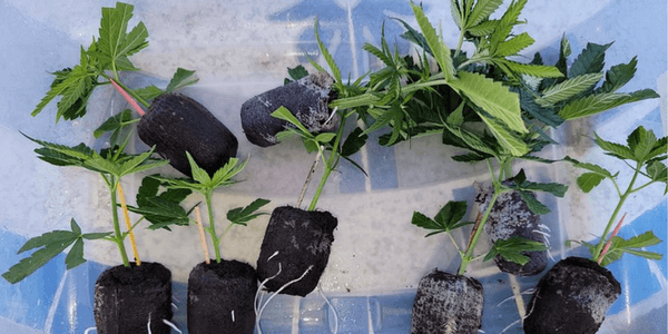 Transplanting marijuana clones