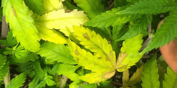 Viral infection on marijuana plant