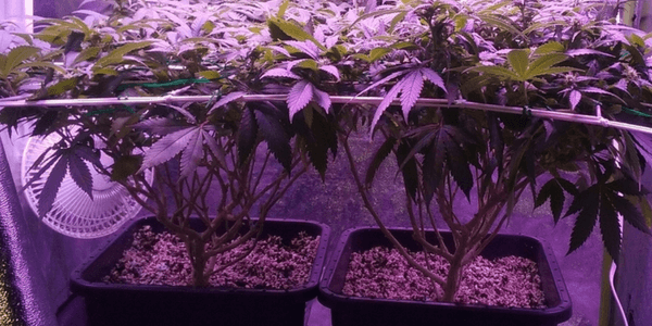 Bottom-down lollipopping marijuana plants