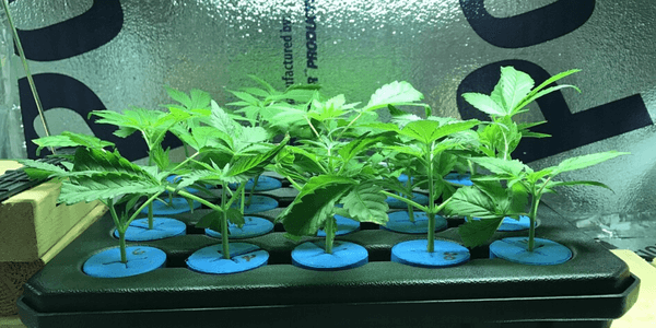 Cloning cannabis plants