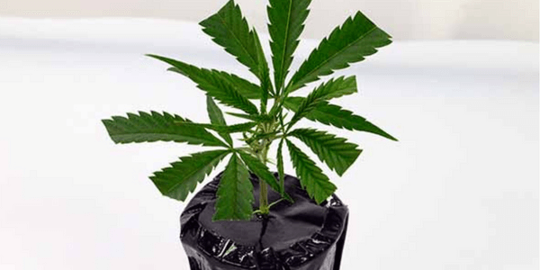 Cloning marijuana in water final step