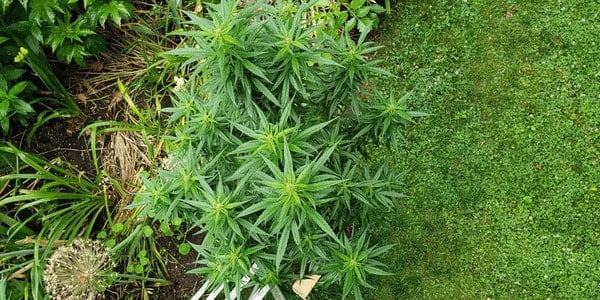 marijuana plants growing outdoors