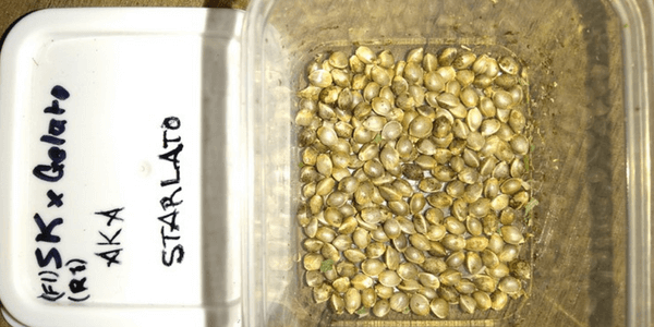 Best quality cannabis seeds