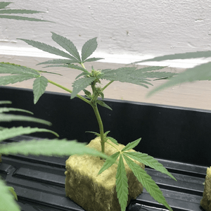 Rooting your cannabis cuttings using rooting cubes