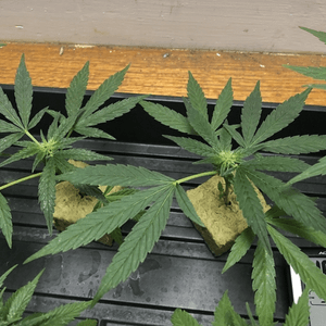 Rooting your marijuana cuttings using cubes