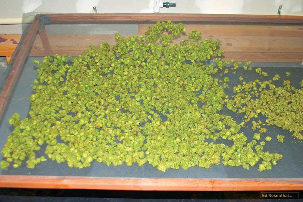 cannabis buds being dried on a screen