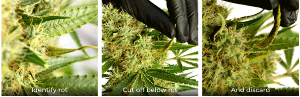 treating cannabis root rot