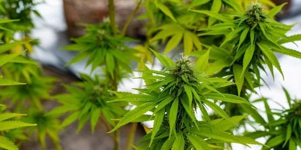 Autoflower marijuana plant