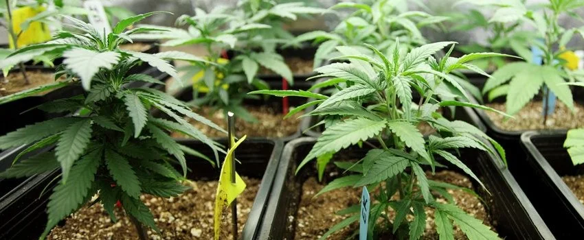 growing cannatonic cannabis plants