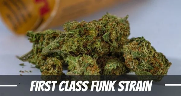 first class funk marijuana strain review