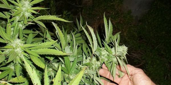 Healthy auto marijuana plant - a pro of autoflowering seeds